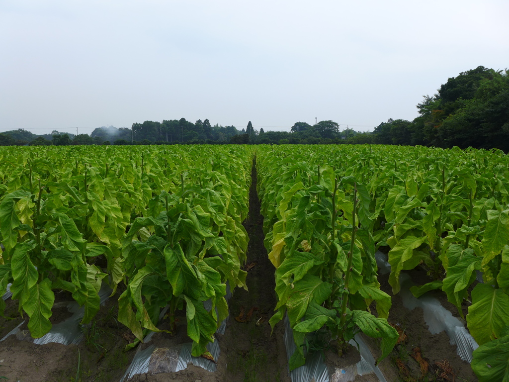 タバコの栽培　①
