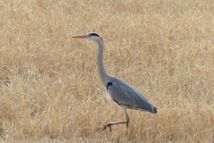 ビューティフル