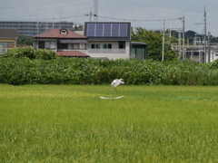 田んぼで遊ぶ