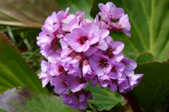 ヒマラヤユキノシタ