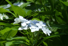 額紫陽花　8