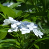 額紫陽花　8