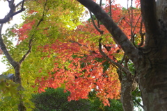 寺の紅葉