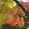 寺の紅葉