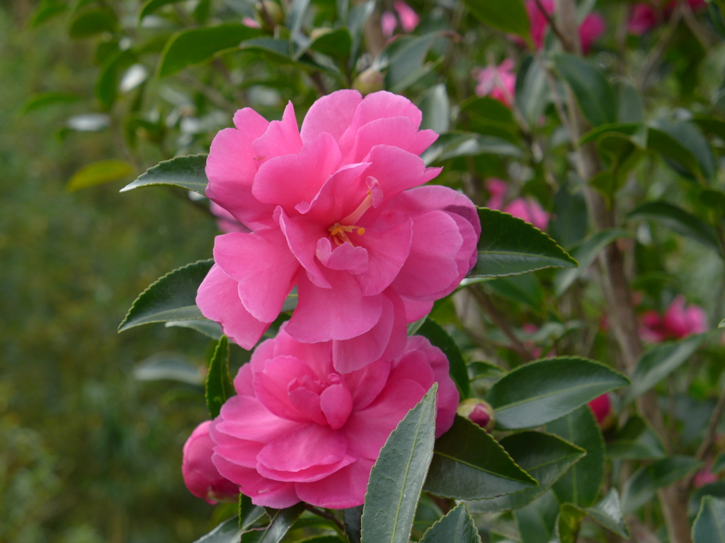 サザンカ、　ピンク、八重咲き