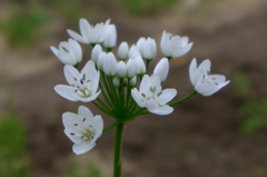 ニラの花