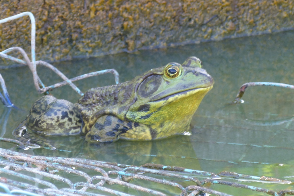 ウシガエル