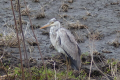 アオサギの幼鳥