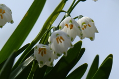 スノーフレーク