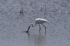 大きなドジョウか