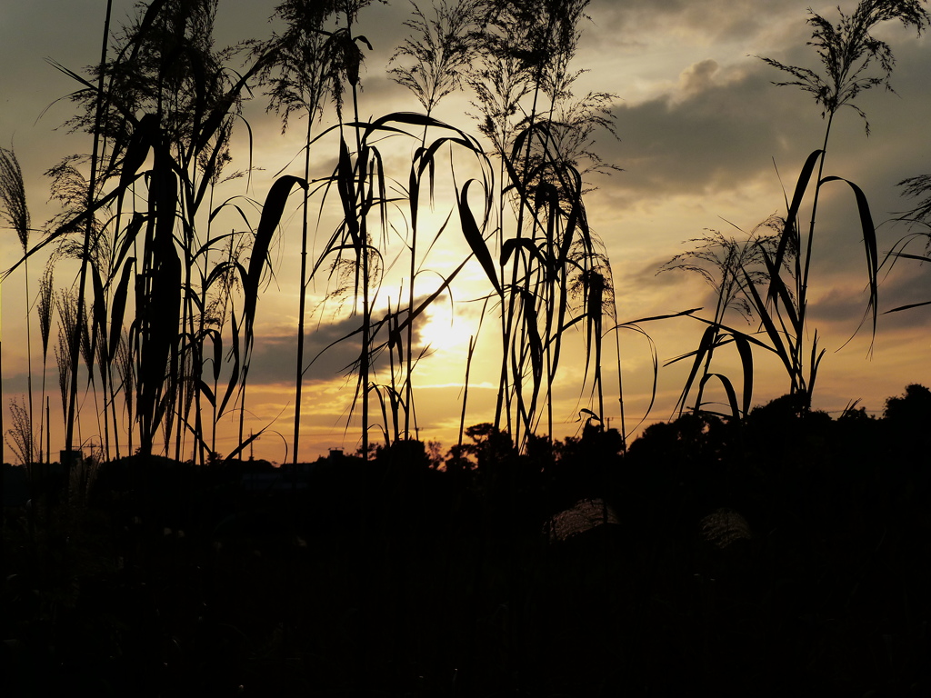晩秋の夕陽