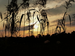 晩秋の夕陽
