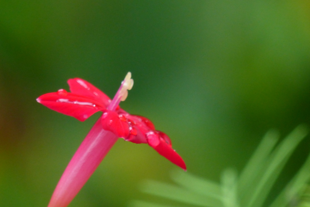 雨後の紅花　2