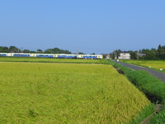 豊穣の田を行く電車　2