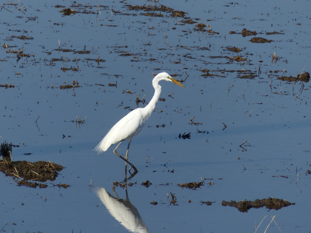 ブルーの水面を歩く