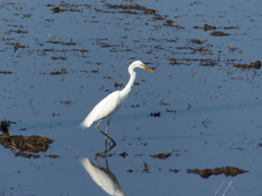 ブルーの水面を歩く