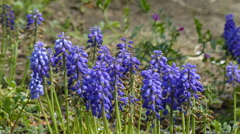 涼しげな花