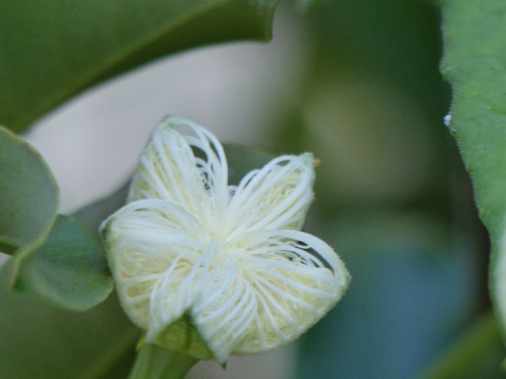 夜に咲く花　2