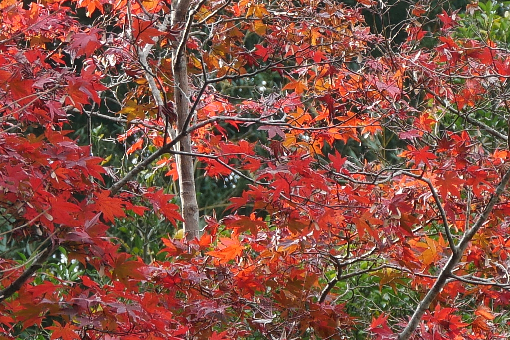 紅葉