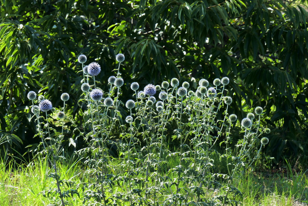 ルリタマアザミ？