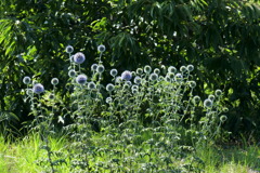 ルリタマアザミ？