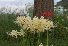 白い曼珠沙華　1