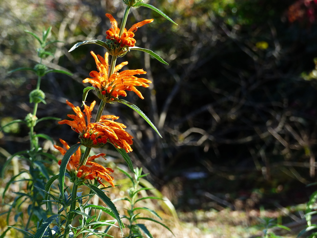 ここにもありました