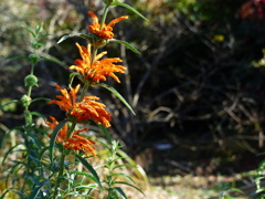 ここにもありました