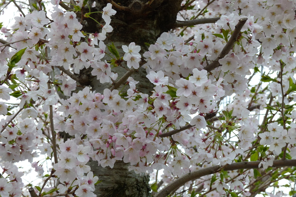 ぎっしりと咲いた桜