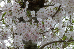 ぎっしりと咲いた桜