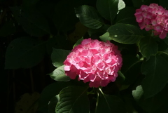 忘れられた花　1