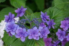 紫陽花
