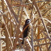 かごの鳥？