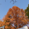 メタセコイアの紅葉　2
