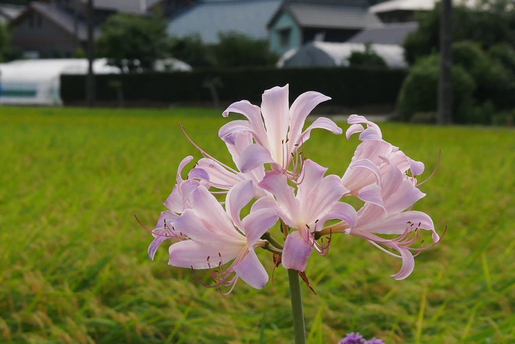 ナツズイセン