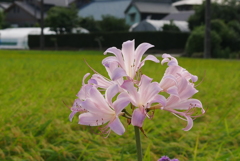 ナツズイセン