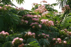 逆光に輝くネムノキの花