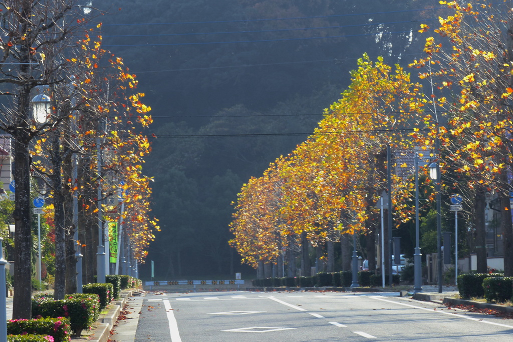 冬枯れの並木