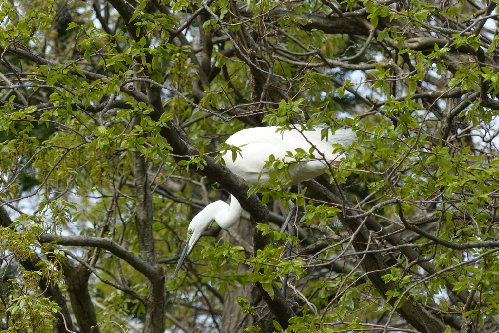 樹上のシラサギ