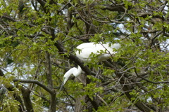 樹上のシラサギ
