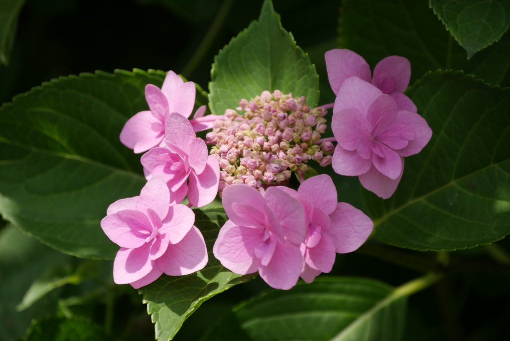 額紫陽花　4
