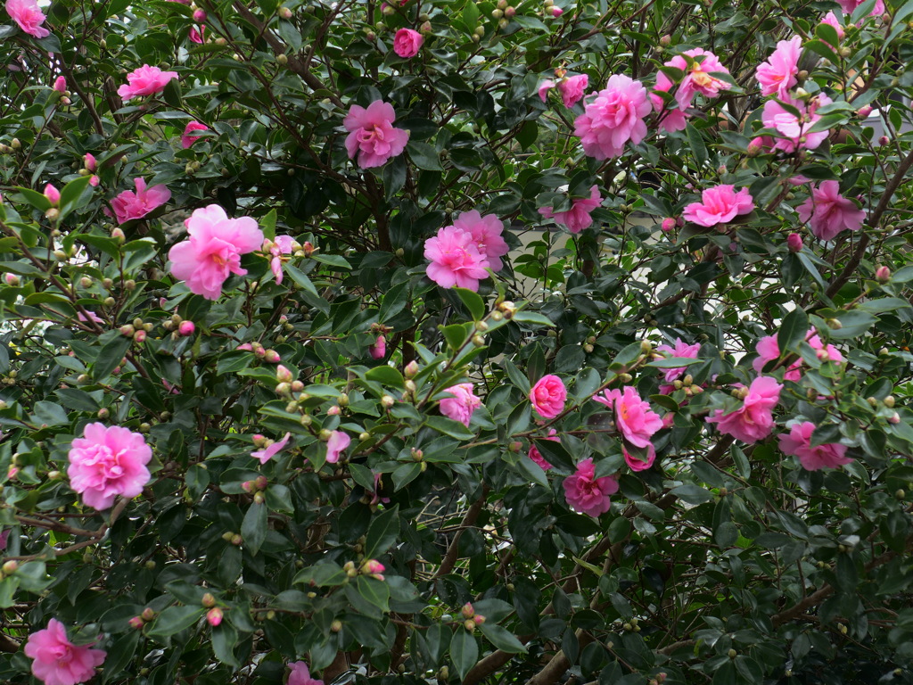 サザンカの生垣