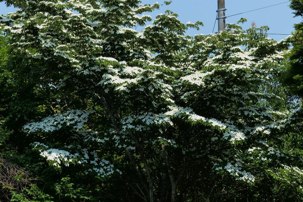 まるで雪のように