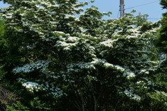 まるで雪のように