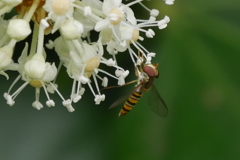 八つ手の花とヒラタアブ