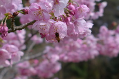 桜　2
