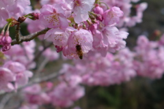 桜　2