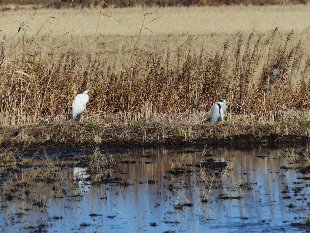シラサギ、アオサギ