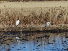 シラサギ、アオサギ