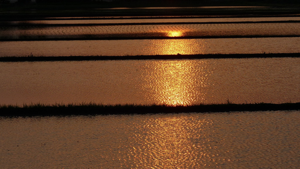 水田の煌めき　1